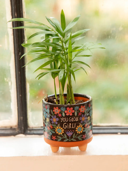 Mini Pot Plant