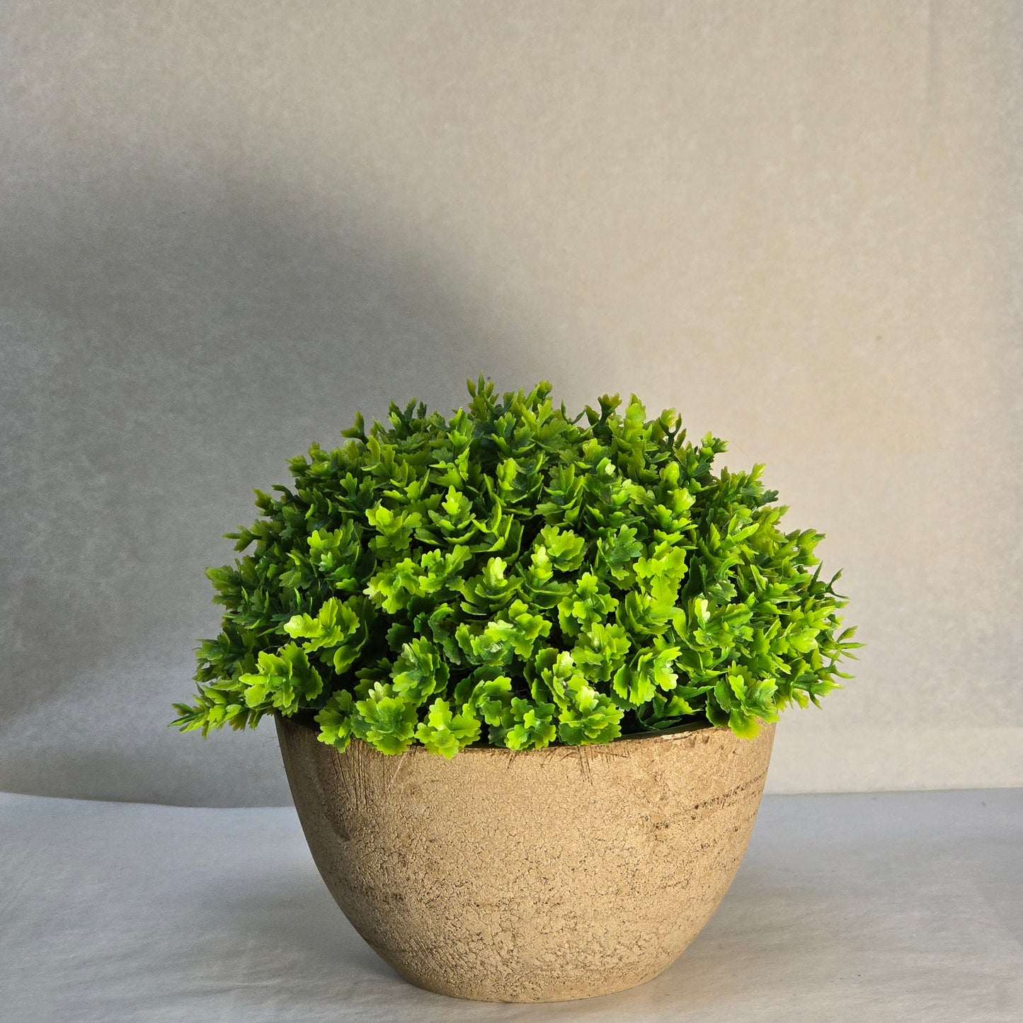 Little Compact Green Plant